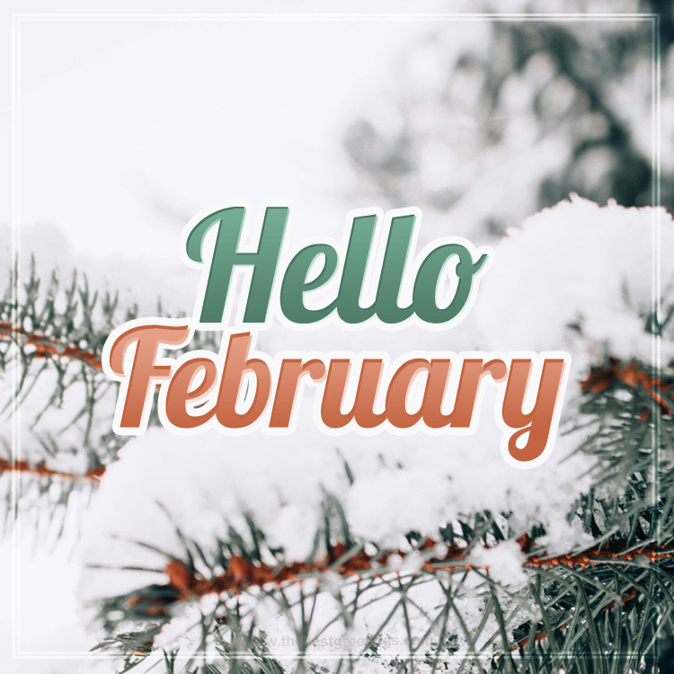 Hello February image with an inscription on a background of snow-covered pine (square shape image)