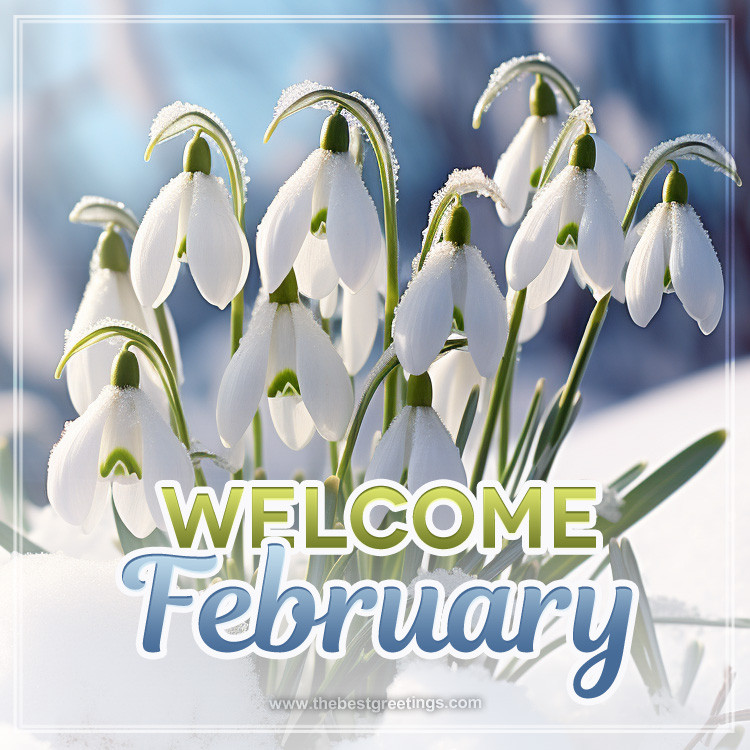 Welcome February image with delicate snowdrops in the snow (square shape image)