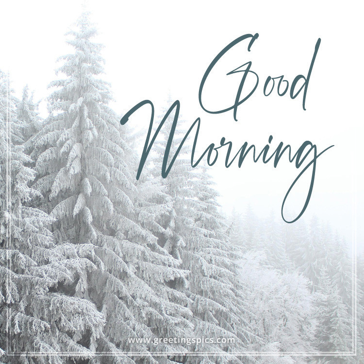 Good Morning picture with snow-white winter spruce trees (square shape image)