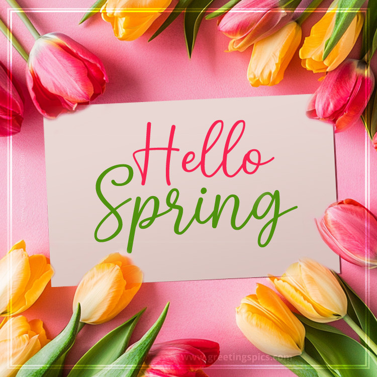 Hello Spring a picture with a note and beautiful colorful tulips (square shape image)