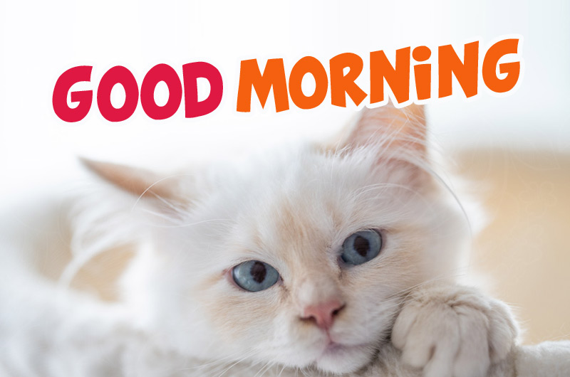 Good Morning - picture with cat