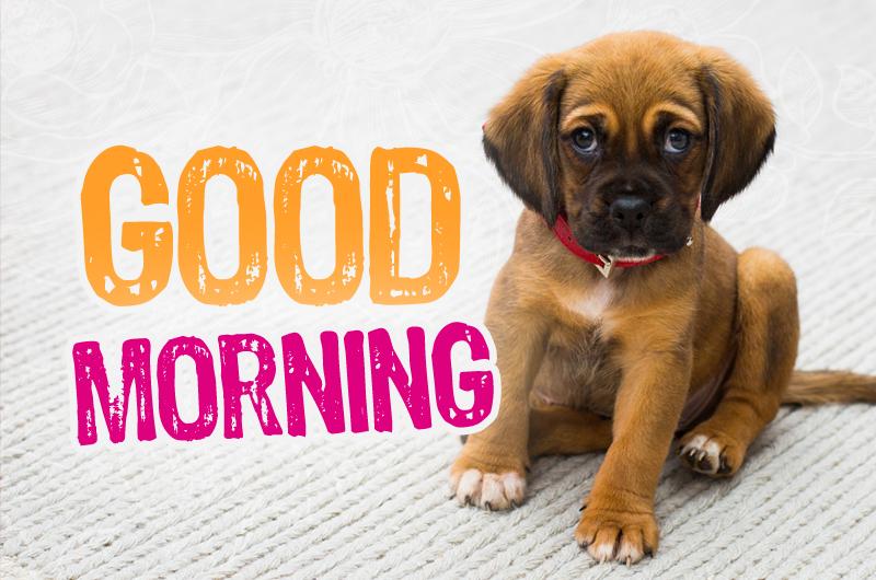 Good Morning Picture with cute puppy