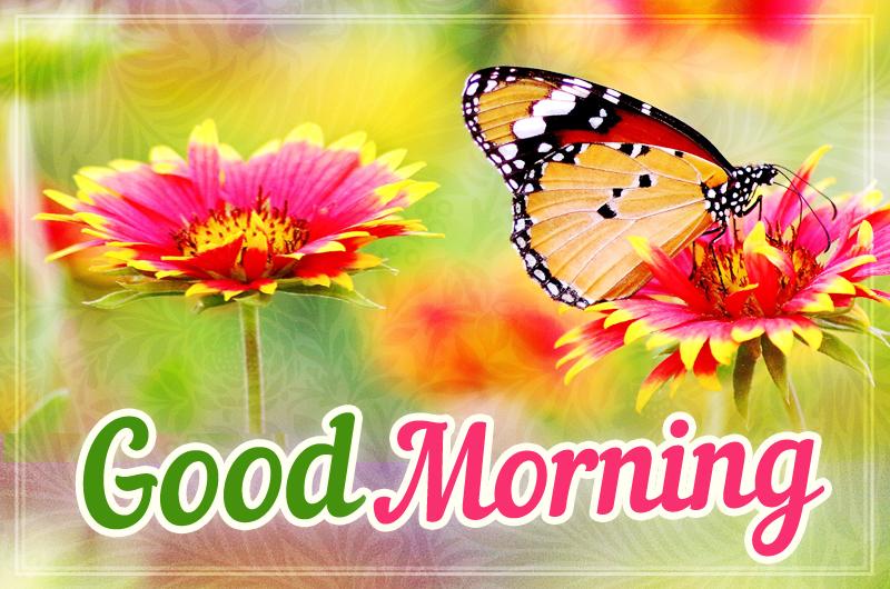 Good Morning colorful image with butterfly