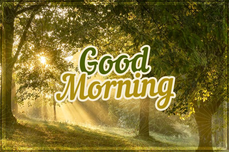 Good Morning image with beautiful forest on the background