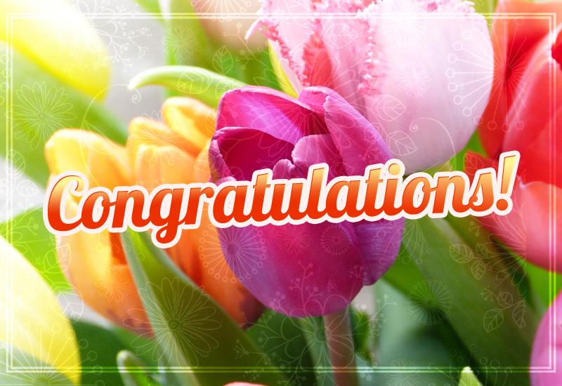 Congratulations Image with beautiful tulips