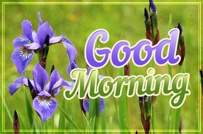 Good Morning picture with beautiful Irises