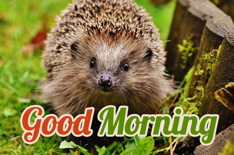 Good Morning card with hedgehog photo