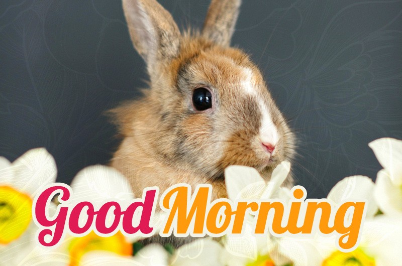 Good Morning picture with cute bunny