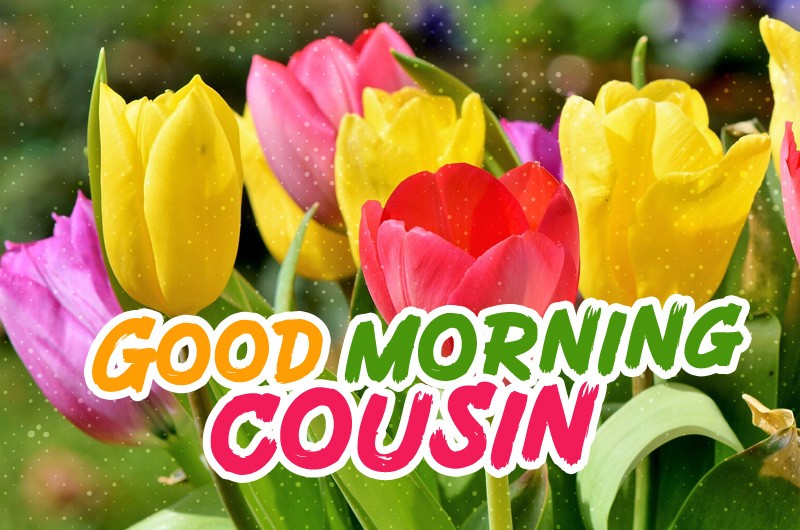 Good Morning Cousin image with colorful tulips