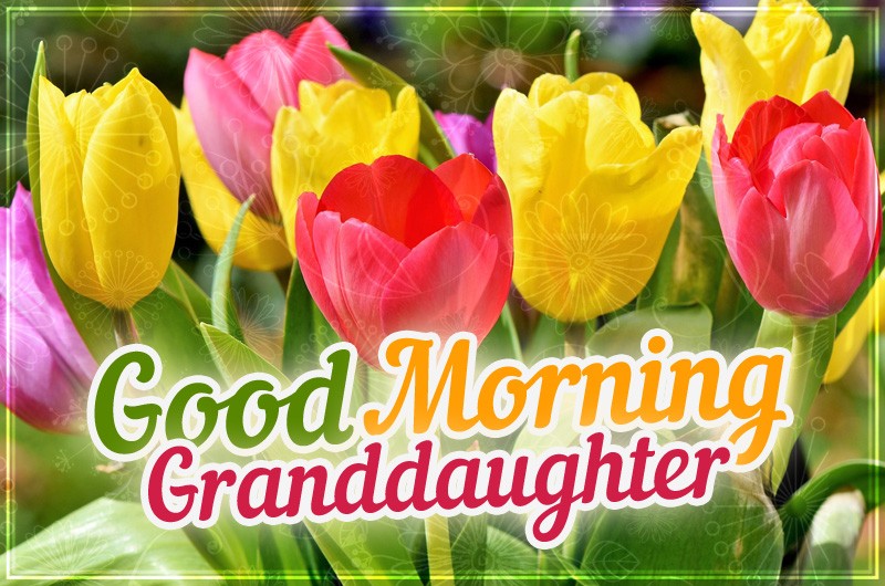 Good Morning granddaughter image with colorful flowers