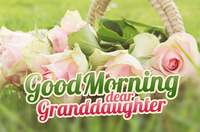 Good Morning granddaughter image with beautiful pink roses