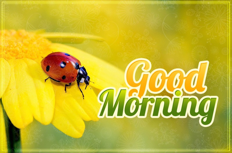 Good Morning picture of a ladybug sitting on a yellow flower