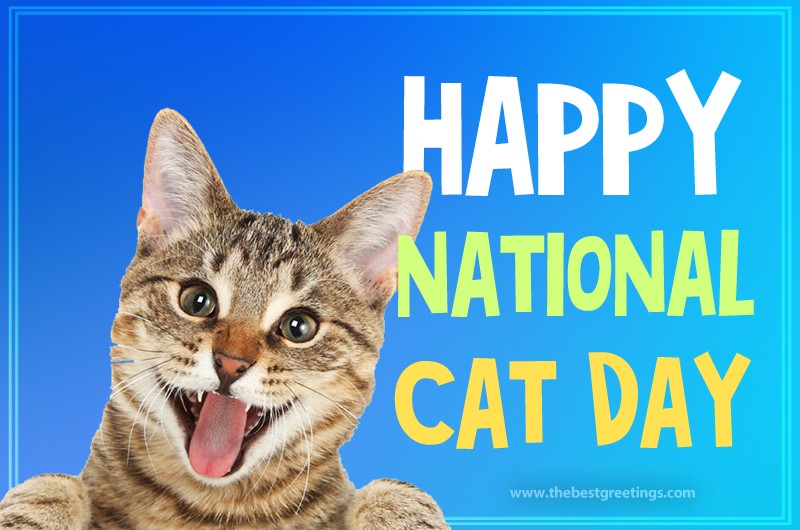 Happy National Cat Day Funny Picture