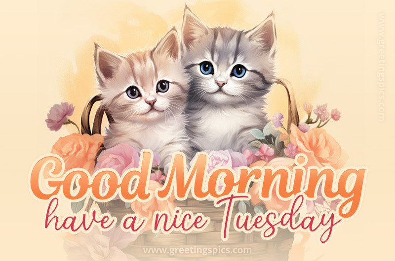 Good Morning Have a Nice Tuesday image with two cute kittens