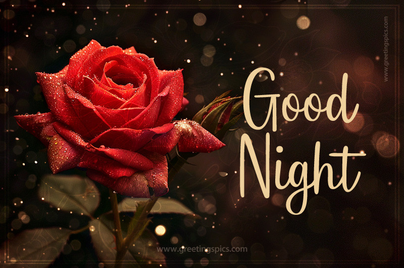 Good Night beautiful picture with rose flower on a dark bokeh background