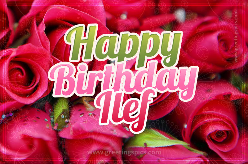 Happy Birthday Ilef beautiful Image with red roses